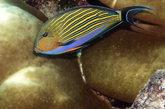 Blue Stripe Surgeon fish
